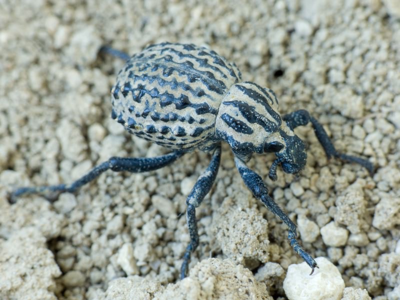 Brachycerus sinuatus Olivier, 1807